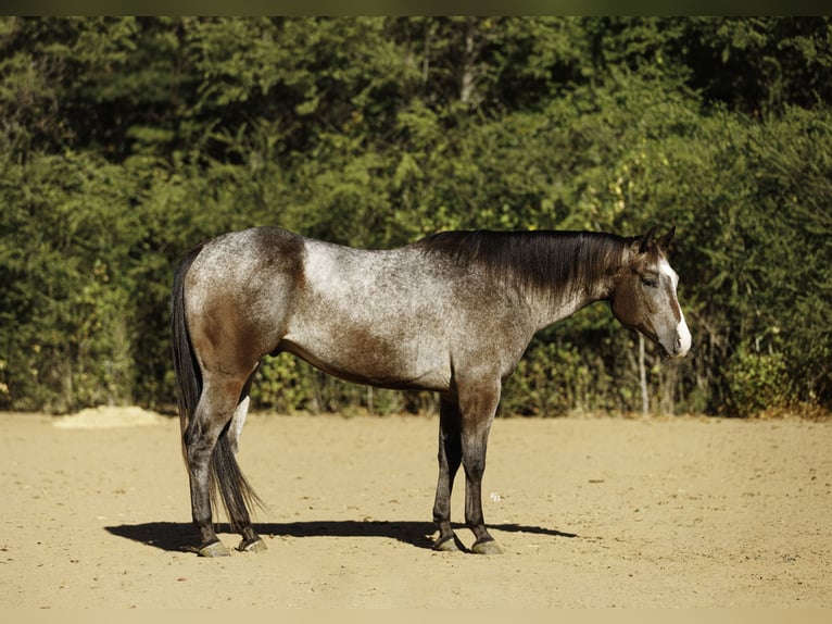Appaloosa Hongre 6 Ans Roan-Bay in Little Rock