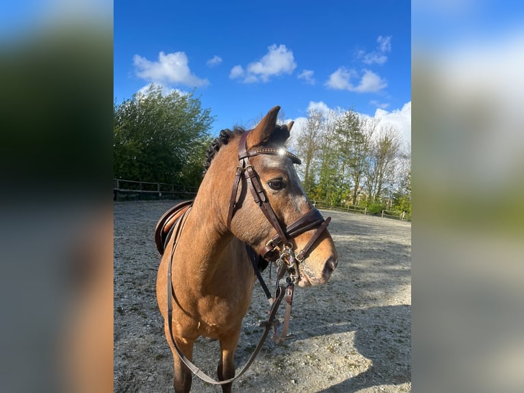 Appaloosa Croisé Hongre 7 Ans 120 cm in Vierpolders