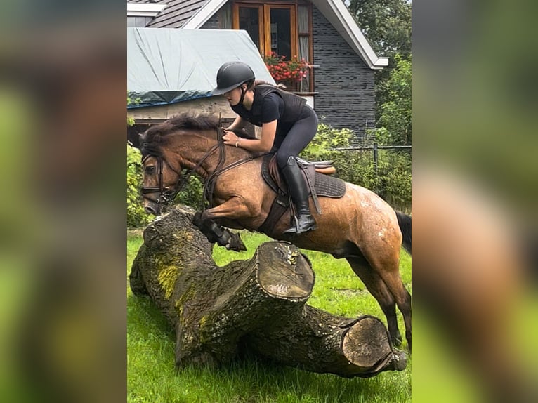 Appaloosa Croisé Hongre 7 Ans 120 cm in Vierpolders