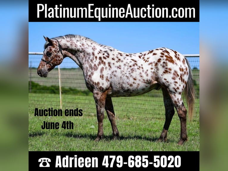 Appaloosa Hongre 7 Ans 142 cm Alezan brûlé in cANTON tx