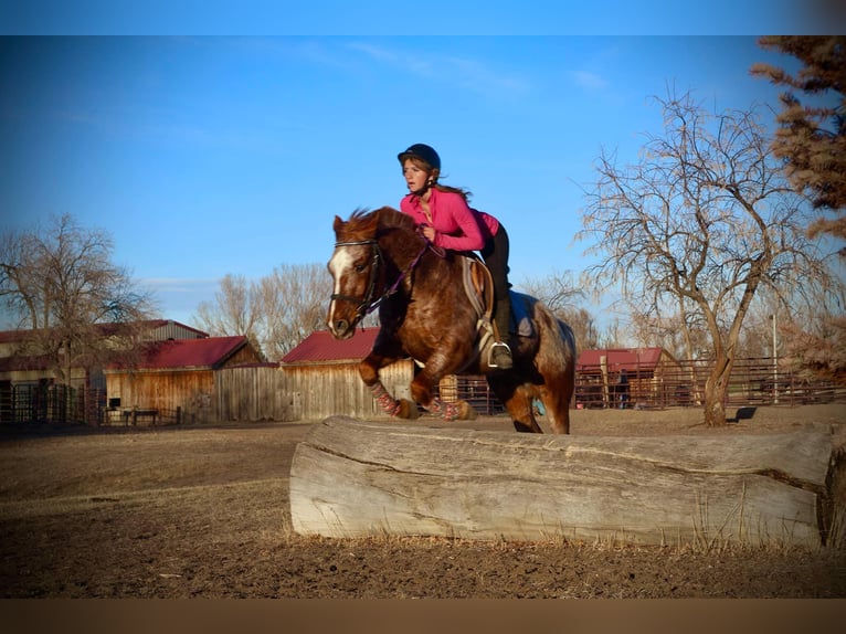 Appaloosa Hongre 7 Ans 147 cm Rouan Rouge in Fort Collins CO