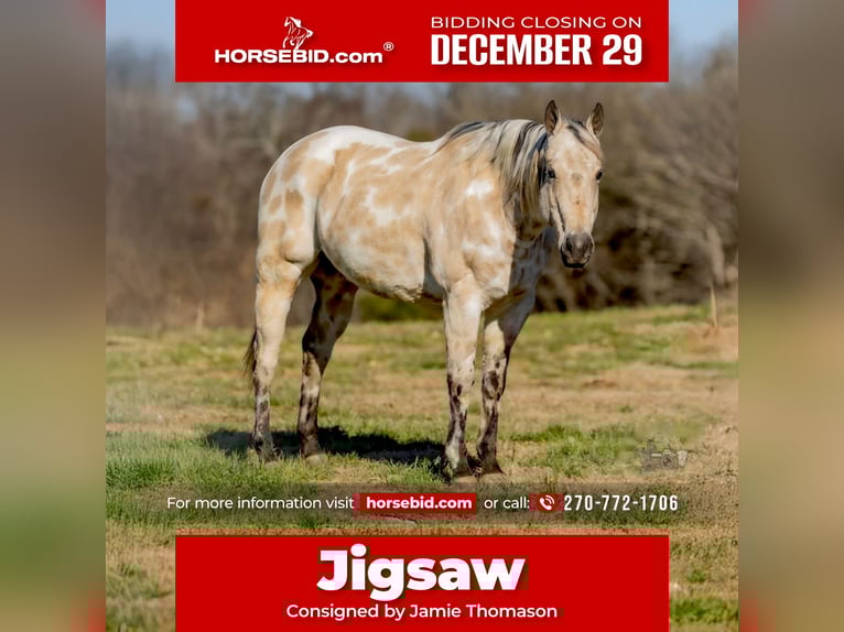 Appaloosa Hongre 7 Ans 150 cm Buckskin in Auburn