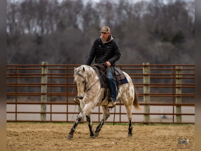 Appaloosa Hongre 7 Ans 150 cm Buckskin in Auburn