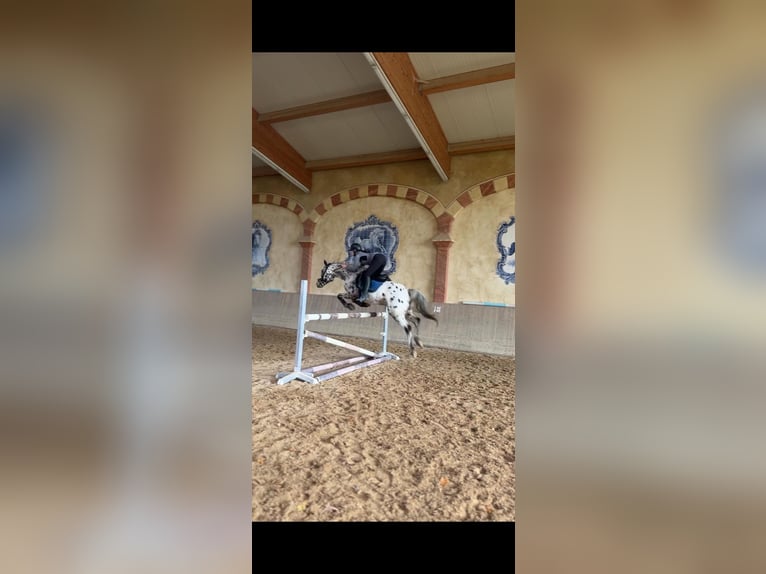 Appaloosa Hongre 7 Ans 150 cm Léopard in Chieming