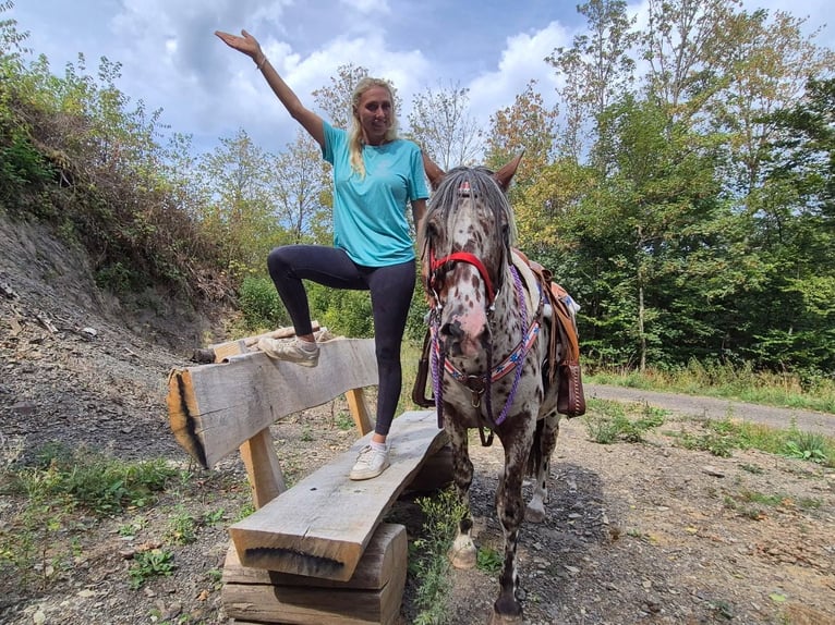Appaloosa Croisé Hongre 7 Ans 150 cm Léopard in Linkenbach