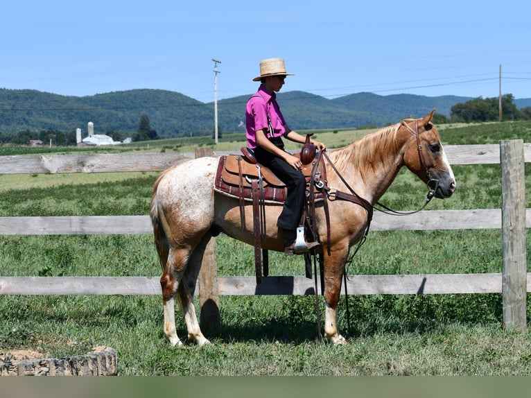 Appaloosa Croisé Hongre 7 Ans 150 cm in Rebersburg, PA