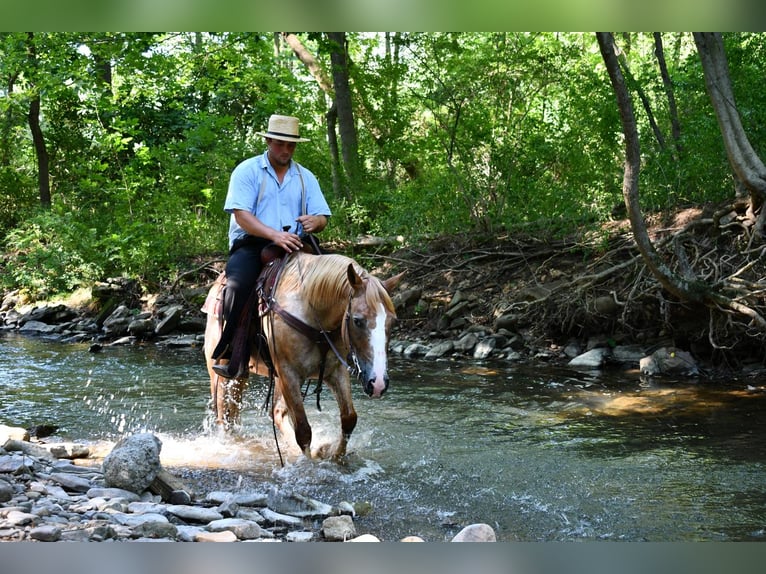 Appaloosa Croisé Hongre 7 Ans 150 cm in Rebersburg, PA