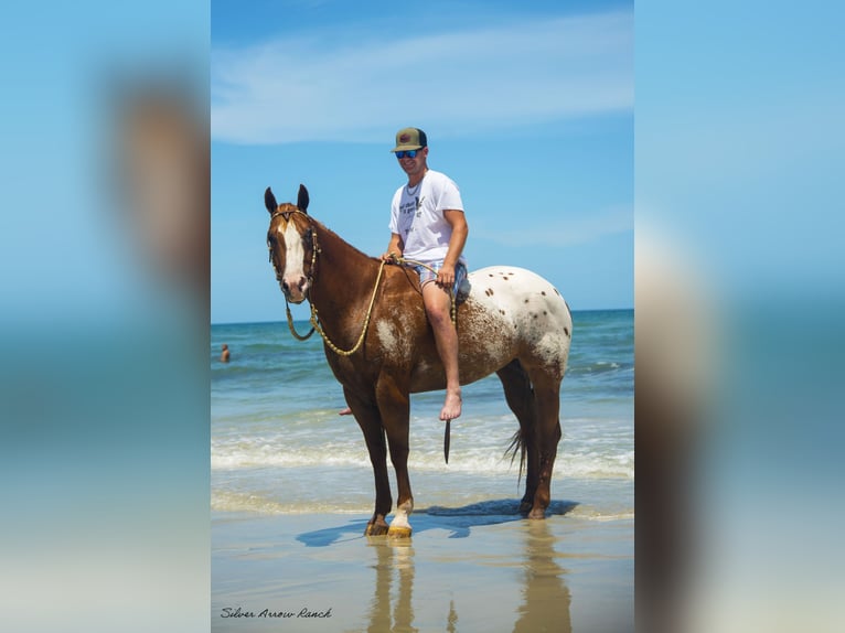 Appaloosa Hongre 7 Ans 150 cm in Ocala, FL