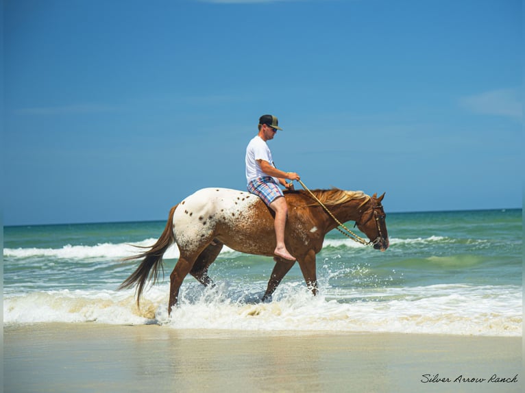 Appaloosa Hongre 7 Ans 150 cm in Ocala, FL