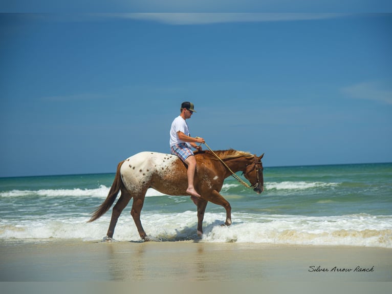 Appaloosa Hongre 7 Ans 150 cm in Ocala, FL