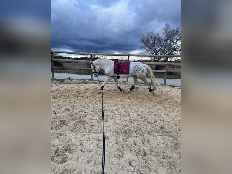 Appaloosa Croisé Hongre 7 Ans 152 cm Léopard in Neufvilles