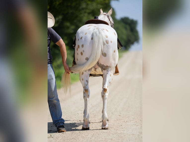 Appaloosa Hongre 7 Ans 152 cm Palomino in Cannon Falls