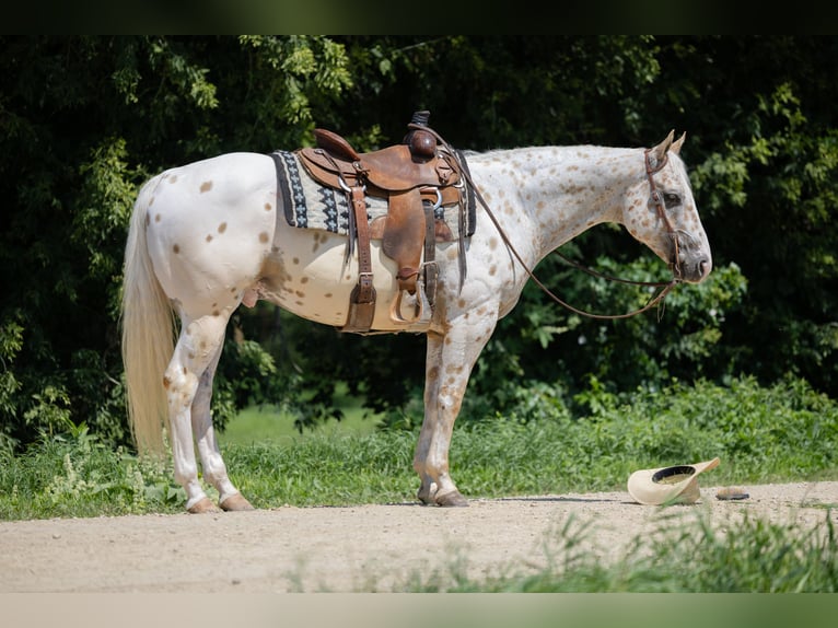 Appaloosa Hongre 7 Ans 152 cm Palomino in Cannon Falls