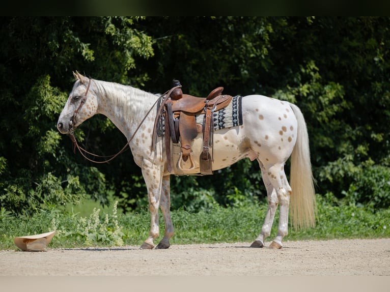 Appaloosa Hongre 7 Ans 152 cm Palomino in Cannon Falls