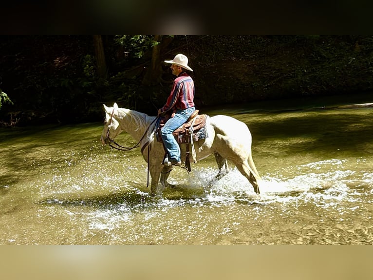 Appaloosa Hongre 7 Ans 152 cm Palomino in Tres Pinos