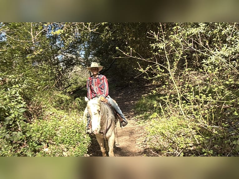 Appaloosa Hongre 7 Ans 152 cm Palomino in Tres Pinos