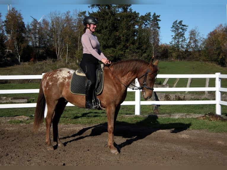 Appaloosa Croisé Hongre 7 Ans 154 cm Léopard in Großalmerode