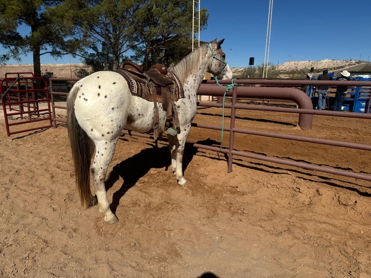 Appaloosa Hongre 7 Ans 155 cm Alezan brûlé in El Paso TX