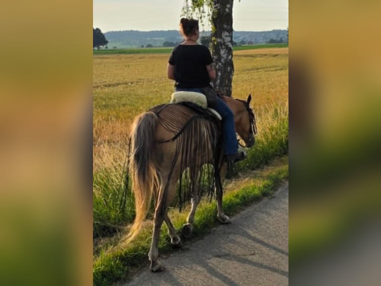 Appaloosa Hongre 7 Ans 156 cm Alezan dun in Sontheim an der Brenz