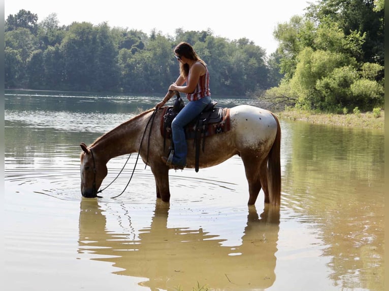 Appaloosa Hongre 7 Ans 157 cm Alezan cuivré in Littlestown