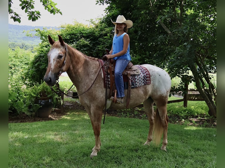 Appaloosa Hongre 7 Ans 157 cm Alezan cuivré in Littlestown