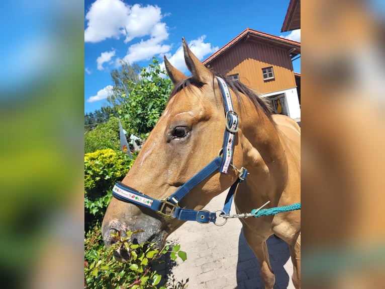 Appaloosa Hongre 7 Ans 160 cm Isabelle in Hebertsfelden