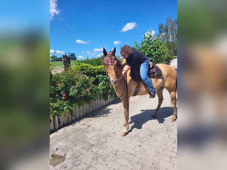 Appaloosa Hongre 7 Ans 160 cm Isabelle in Hebertsfelden