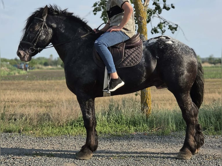 Appaloosa Croisé Hongre 7 Ans 160 cm Noir in neu Gaarz