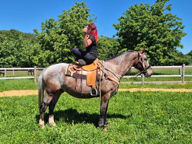 Appaloosa Hongre 7 Ans 163 cm Léopard in Linkenbach