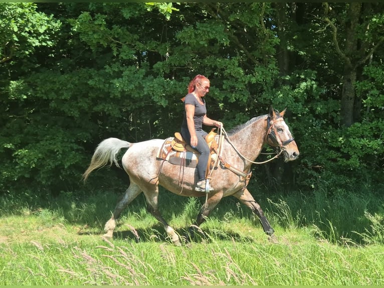 Appaloosa Hongre 7 Ans 163 cm Léopard in Linkenbach