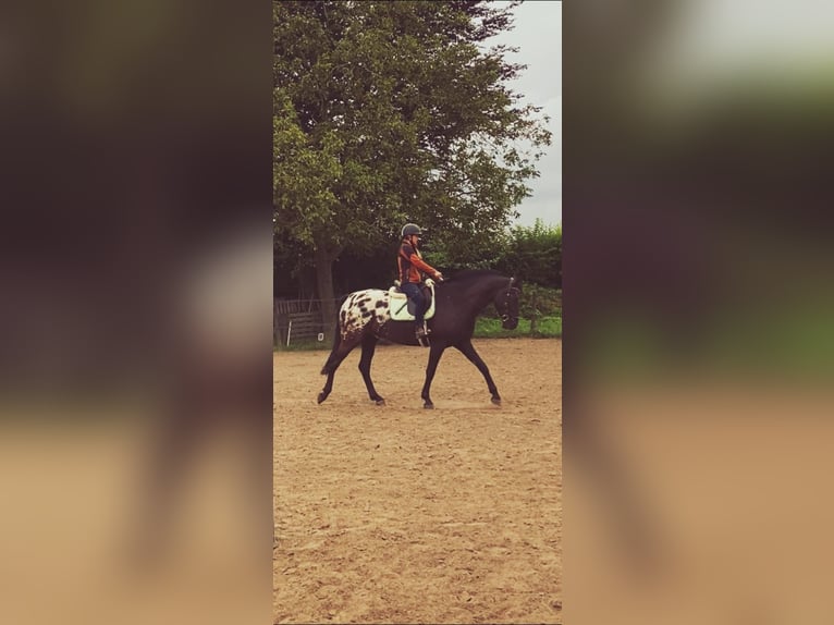 Appaloosa Hongre 7 Ans 166 cm Noir in Grathem