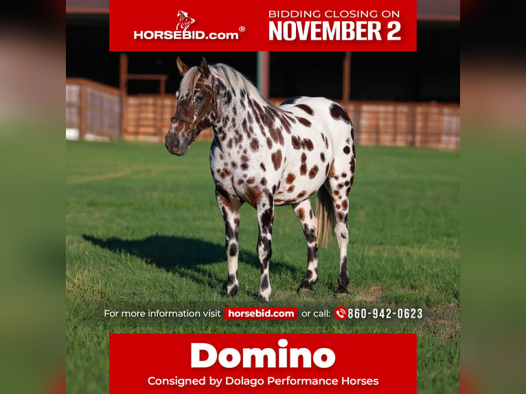 Appaloosa Hongre 7 Ans Alezan brûlé in Stillwater
