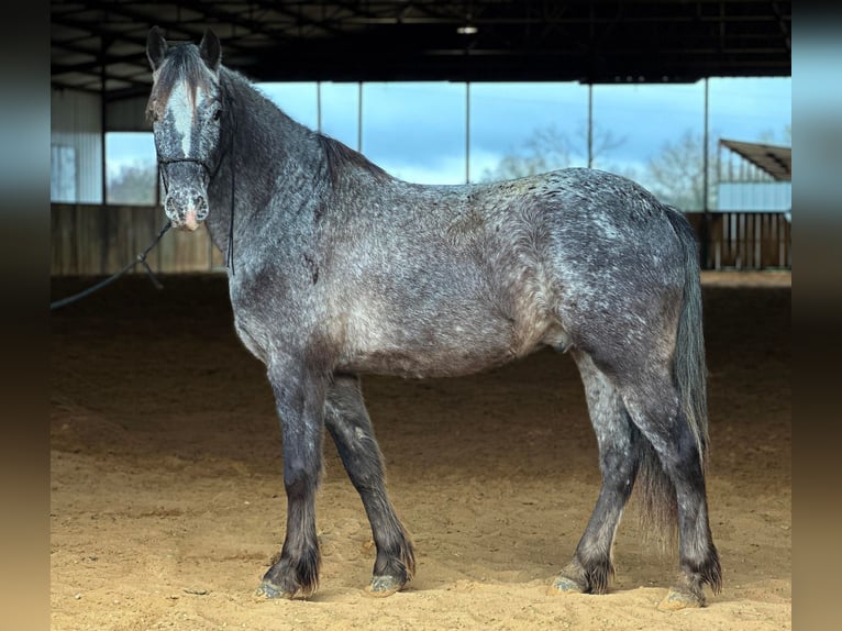 Appaloosa Hongre 7 Ans in Jacksboro TX