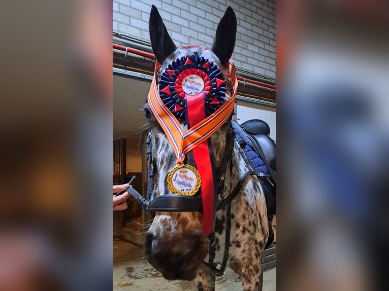 Appaloosa Croisé Hongre 7 Ans Léopard in Nuenen