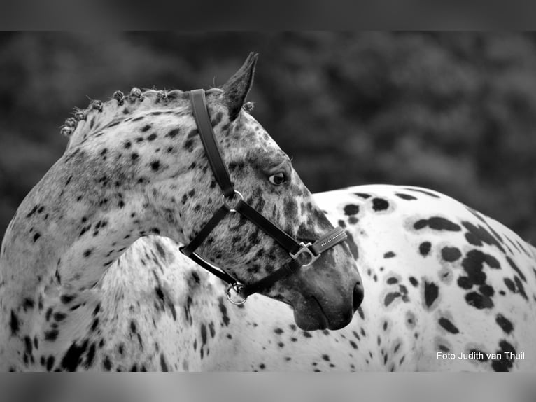 Appaloosa Croisé Hongre 7 Ans Léopard in Nuenen
