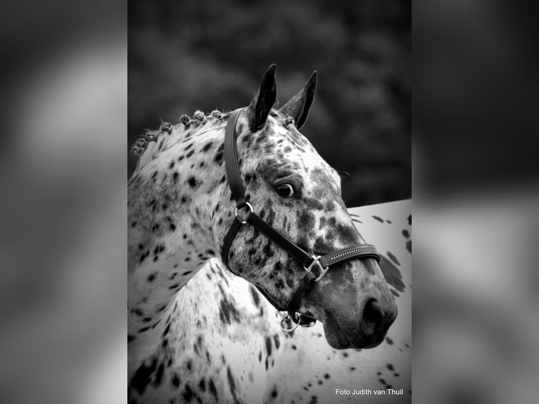 Appaloosa Croisé Hongre 7 Ans Léopard in Nuenen