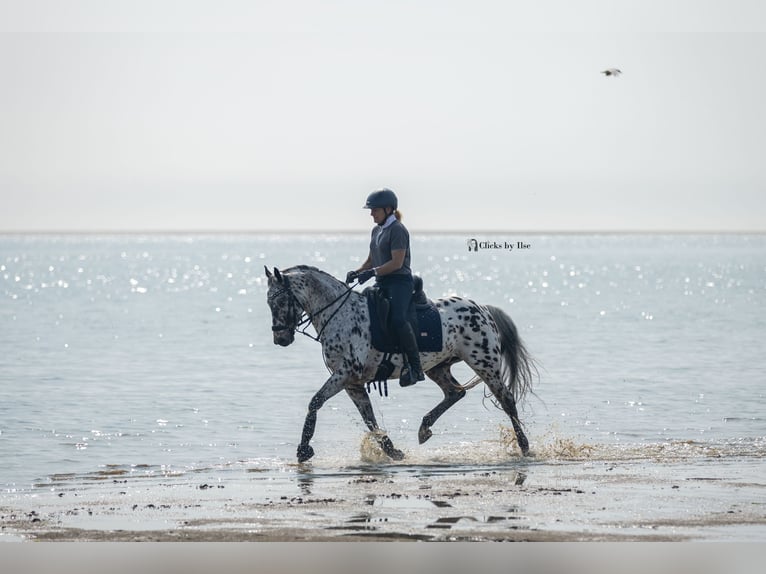 Appaloosa Croisé Hongre 7 Ans Léopard in Nuenen