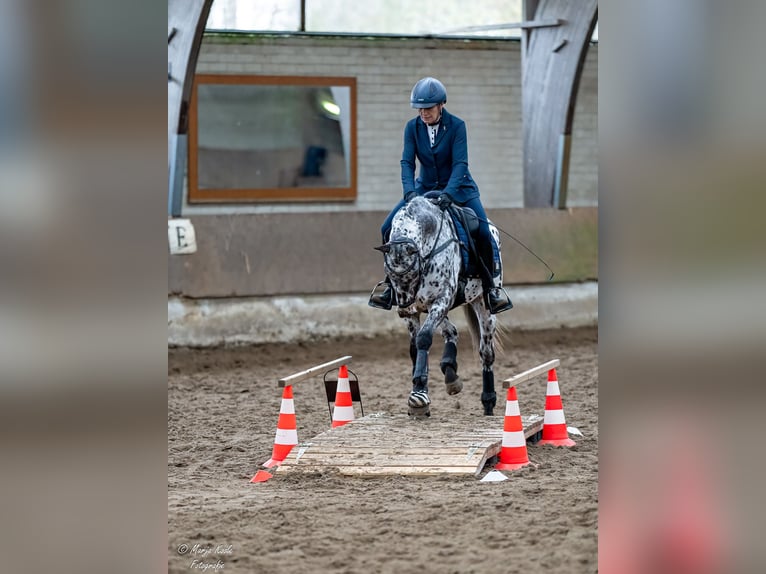 Appaloosa Croisé Hongre 7 Ans Léopard in Nuenen