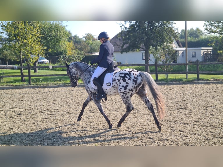 Appaloosa Croisé Hongre 7 Ans Léopard in Nuenen