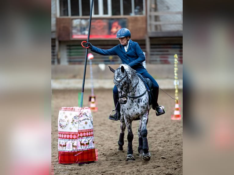 Appaloosa Croisé Hongre 7 Ans Léopard in Nuenen