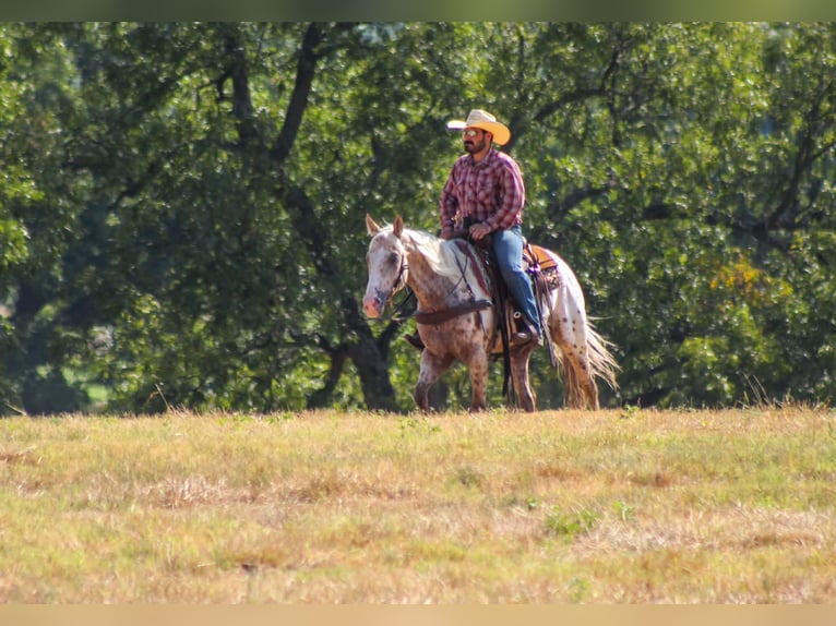 Appaloosa Hongre 7 Ans Léopard in Whitesboro