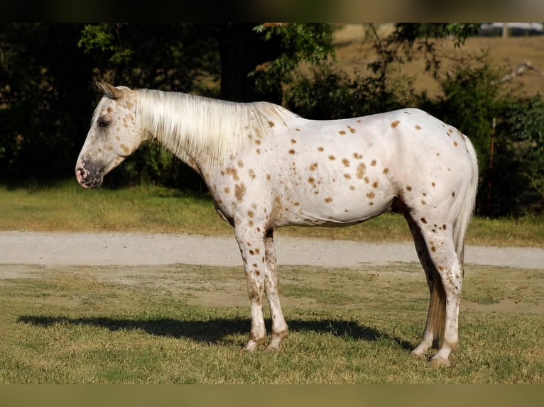 Appaloosa Hongre 7 Ans Léopard in Whitesboro