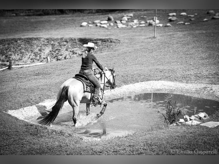 Appaloosa Hongre 8 Ans 146 cm in Capestrano