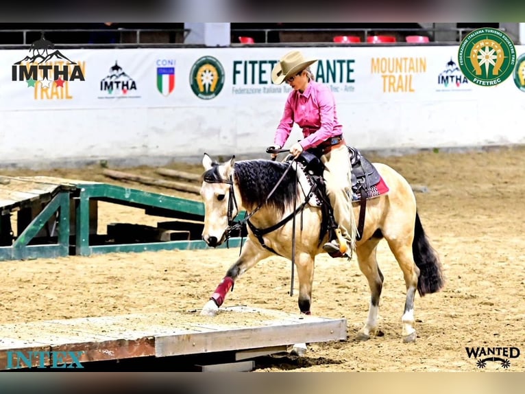 Appaloosa Hongre 8 Ans 146 cm in Capestrano