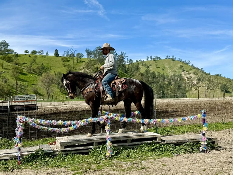 Appaloosa Hongre 8 Ans 147 cm Bai cerise in Tres Pinos