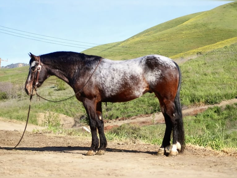Appaloosa Hongre 8 Ans 147 cm Bai cerise in Tres Pinos