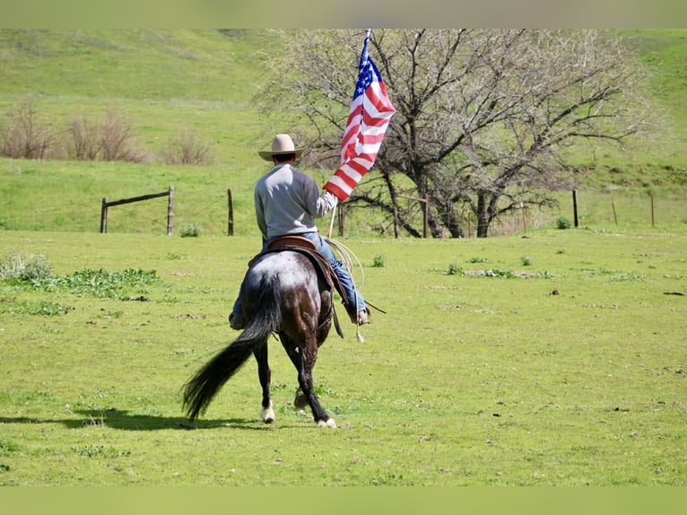 Appaloosa Hongre 8 Ans 147 cm Bai cerise in Tres Pinos