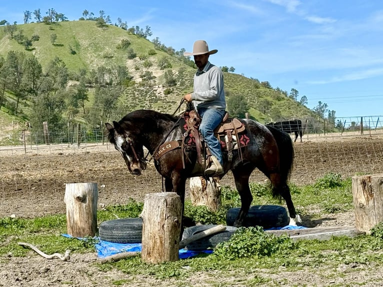 Appaloosa Hongre 8 Ans 147 cm Bai cerise in Tres Pinos