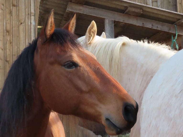 Appaloosa Croisé Hongre 8 Ans 150 cm Bai in Bissingen