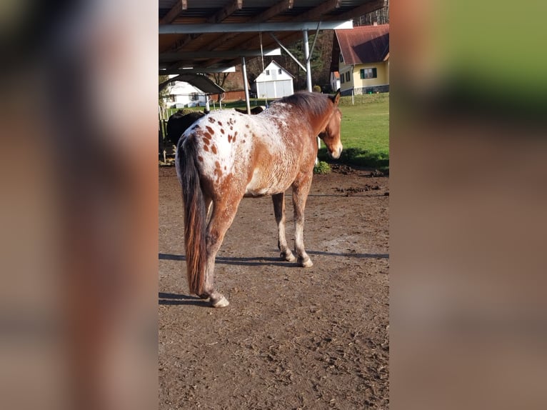 Appaloosa Croisé Hongre 8 Ans 152 cm in Deutsch Goritz
